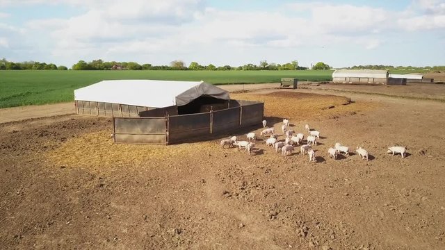 Piglets on a pig farm in rural countryside Aerial shot 