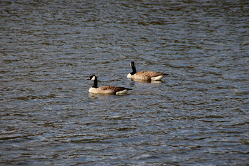 Zwei Kanadagänse auf einem See