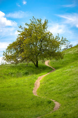 Fototapeta na wymiar pathway on slope near tree
