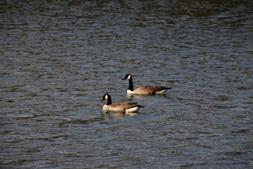 Zwei Kanadagänse auf einem See