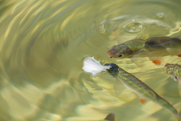 Rotfedern in der Müritz