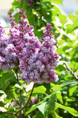 A plant with violet lilac flowers