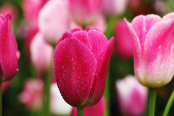 Brightly pink tulips blooming among other flowers in the summer garden in droplets of rain.