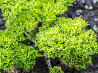 frische Petersilie im Garten