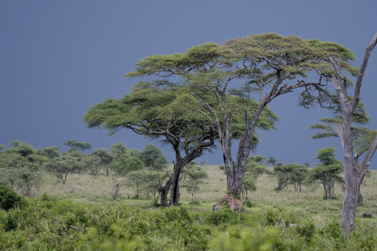 Incoming Storm and Acacias, Serengeti