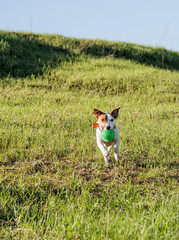 Jack Russell for a walk