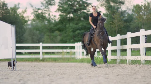 SLOW MOTION, DOF: Smiling female rider horseback riding beautiful dark brown stallion cantering on big sandy outdoor manege. Adorable Miniature Pinscher dog racing with horse, running fast behind