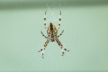 Large Black-Striped Spider on Web