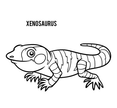 Coloring book, Xenosaurus