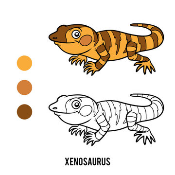 Coloring book, Xenosaurus