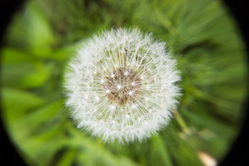 Beautiful blooming dandelion
