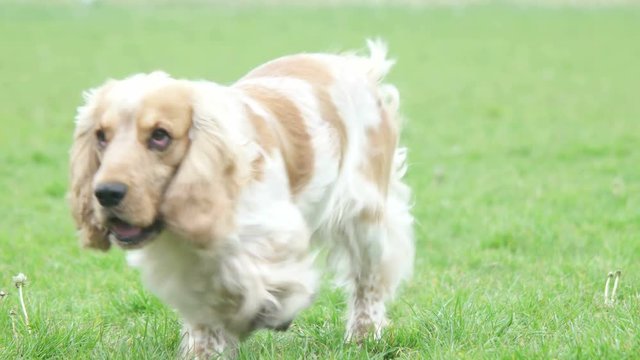 playful english cocker spaniel