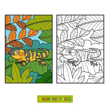 Coloring book, Xenosaurus