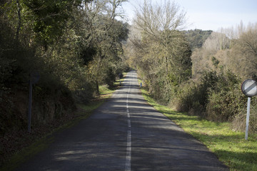 Carretera en el bosque