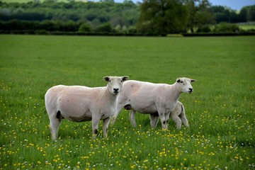 Obraz premium Mouton