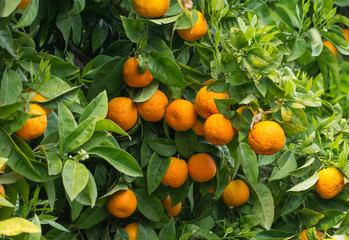 oranges growing in orchard - 152127231