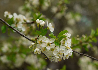 white flowers of a cherry blossom tree bloom in the spring after a rain