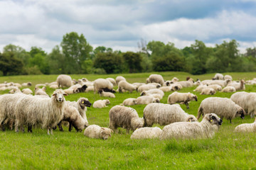 Fototapeta premium Sheep - Pastoral scene (landscape)