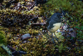 New Zealand Robin