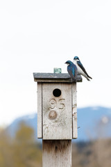 Tree Swallow on a nest box