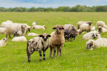 Sheep - Pastoral scene (landscape)