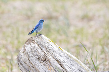Male mountain bluebird