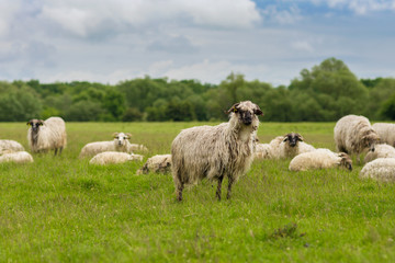 Sheep - Pastoral scene (landscape)