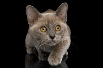 Playful Blue Burmese Kitten with yellow eyes on Isolated Black Background, front view