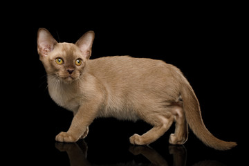 Burmese Kitten with yellow eyes Chocolate fur on Isolated Black Background, side view