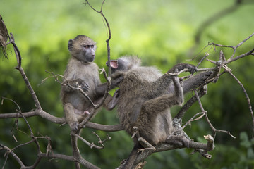 Baboon Playmates, Ngorongoro Crater, Tanzania