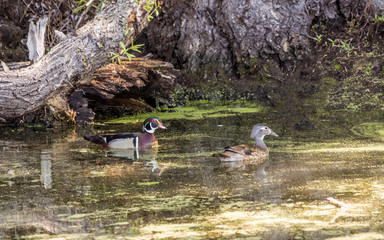 Obraz premium Wood ducks' couple are enjoying sunny day at a lake 