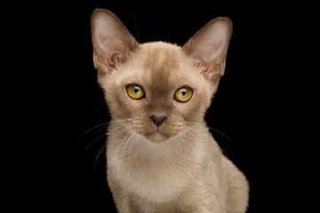Obraz premium Portrait of Burmese Kitten with yellow eyes Chocolate fur on Isolated Black Background, front view