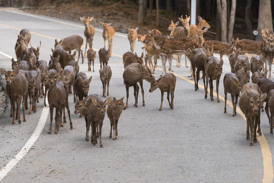 Herd of Deer walks across highway
