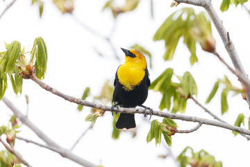Yellow-headed blackbird