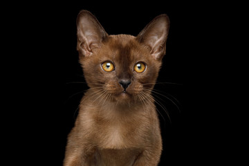 Portrait of Burmese Kitten with yellow eyes sable fur on Isolated Black Background, front view