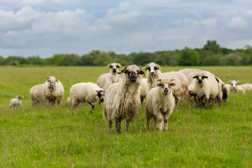 Sheep - Pastoral scene (landscape)