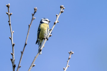 Blue tit bird hanging on to a small twig