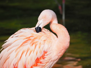 Fototapeta premium Flamant rose du Chili