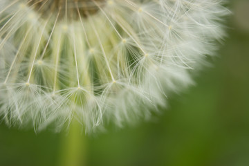 Fototapeta na wymiar Blooming dandelion