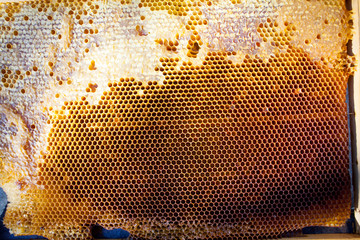 Background texture and pattern of a section of wax honeycomb