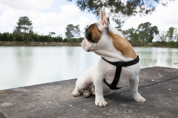 Französische Bulldogge in der Nähe des Sees, der nach hinten schaut