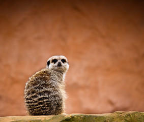 Fototapeta premium Meerkat sat on rock looking at the camera