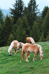 Fototapeta na wymiar Brown horses eating grass in the forest