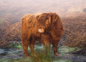 Highland cow in morning mist