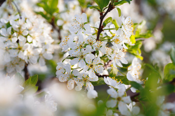 Macro shot of blooming in spring flowers of plum tree