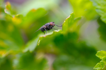 fly the vacationer on a green leaf in a garden