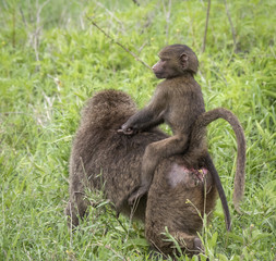 Baby Baboon Riding Mom