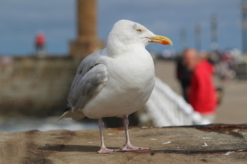 Seagull perched on pier