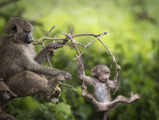 Naklejka premium Baby Baboon Fun