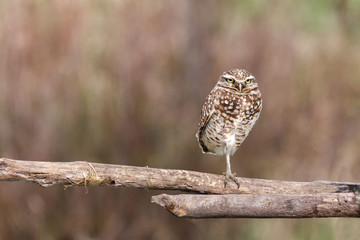 adult burrowing owl